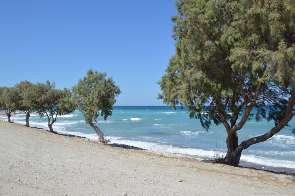 Alberi che crescono lungo la spiaggia dell'Egeo sull'isola di Rodi, Grecia, con sabbia dorata e mare cristallino sullo sfondo.
